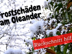 Erfrorener Oleander im Schnee