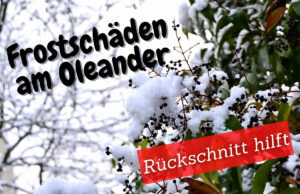 Erfrorener Oleander im Schnee