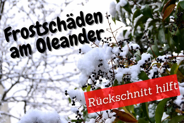 Erfrorener Oleander im Schnee