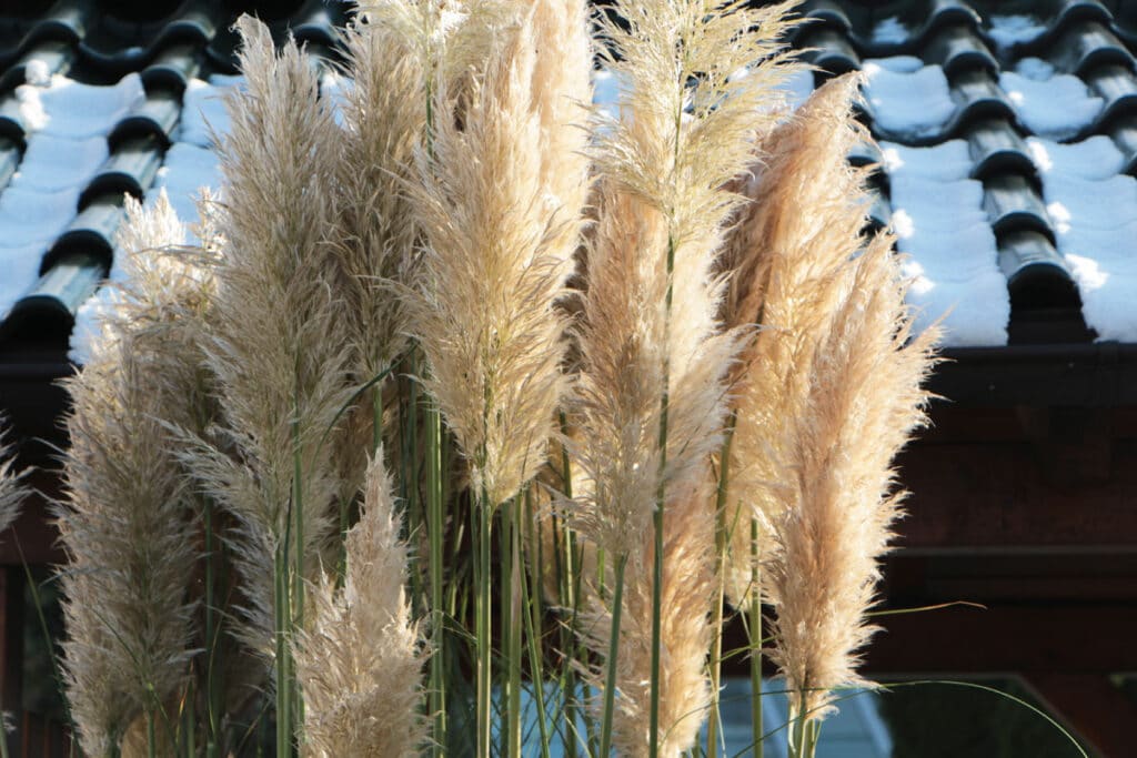 Pampasgras (Cortaderia selloana) im Winter