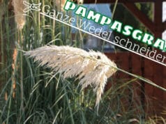 Wedel am Pampasgras