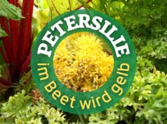 Gelbe Petersilie im Beet