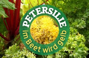 Gelbe Petersilie im Beet