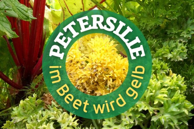 Gelbe Petersilie im Beet