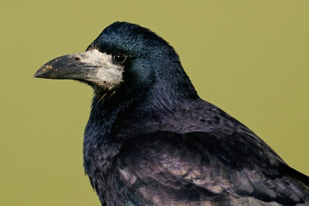 Saatkrähe (Corvus frugilegus)