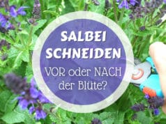 Salbei mit Blüte schneiden