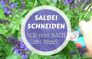 Salbei mit Blüte schneiden