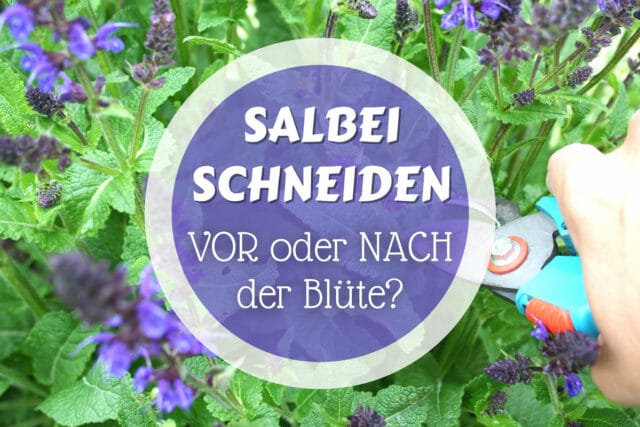 Salbei mit Blüte schneiden