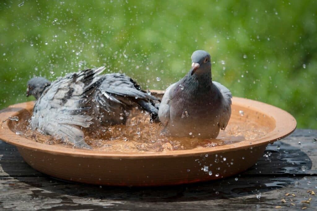 Tauben in Vogeltränke