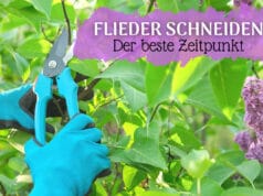 Flieder schneiden