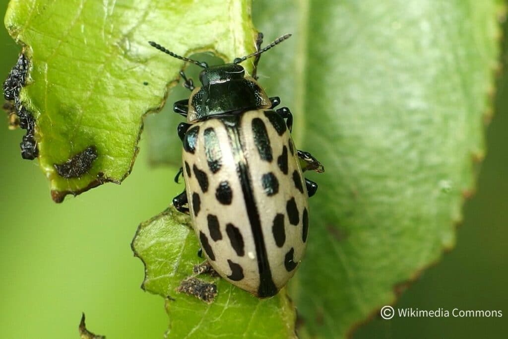 Weidenblattkäfer (Chrysomela vigintipunctata)