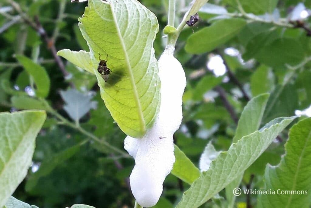 Weidenschaumzikade (Aphrophora salicina)