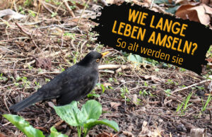 Amsel im Garten