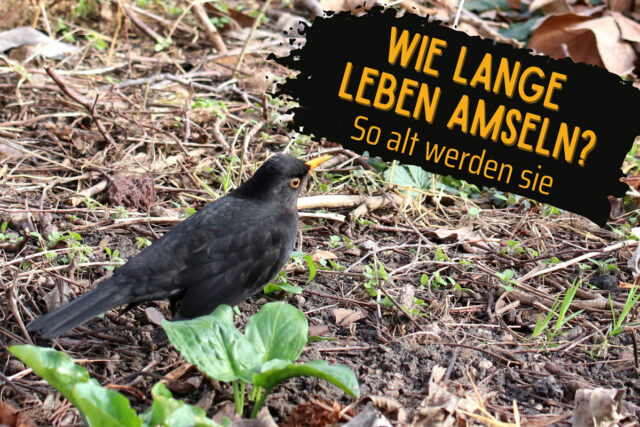 Amsel im Garten