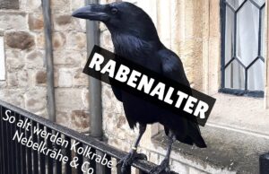 Raben-Alter - Rabe auf Geländer