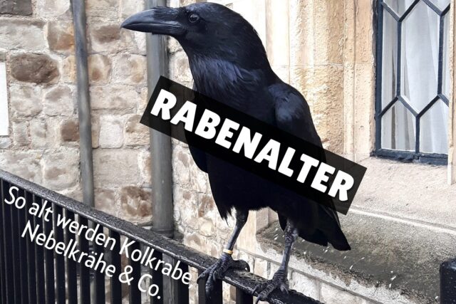 Raben-Alter - Rabe auf Geländer