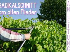 Alten Flieder radikal schneiden