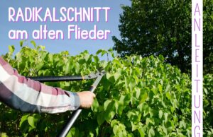 Alten Flieder radikal schneiden