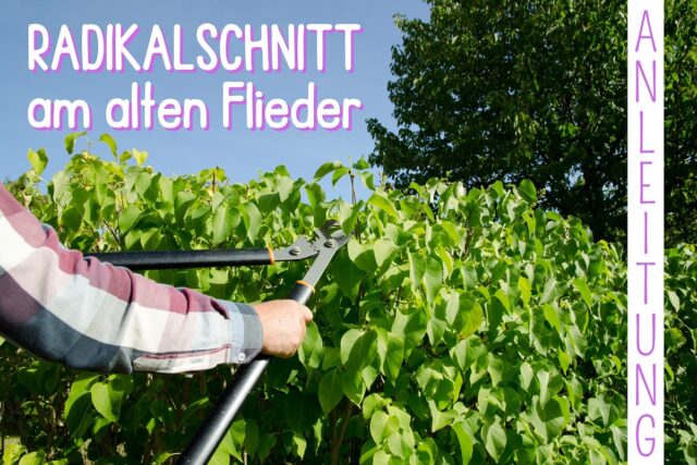 Alten Flieder radikal schneiden