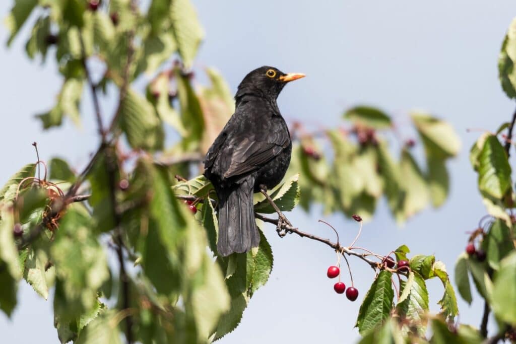 Amsel sitzt im Kirschbaum