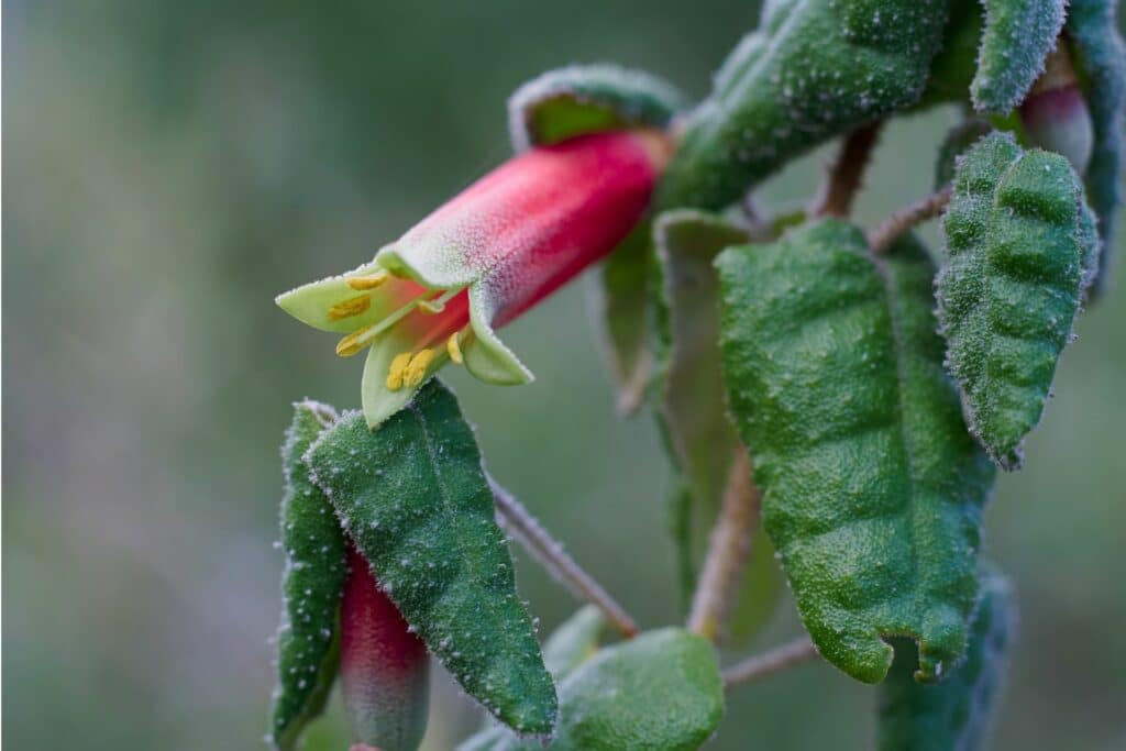 Australische Fuchsie (Correa reflexa)