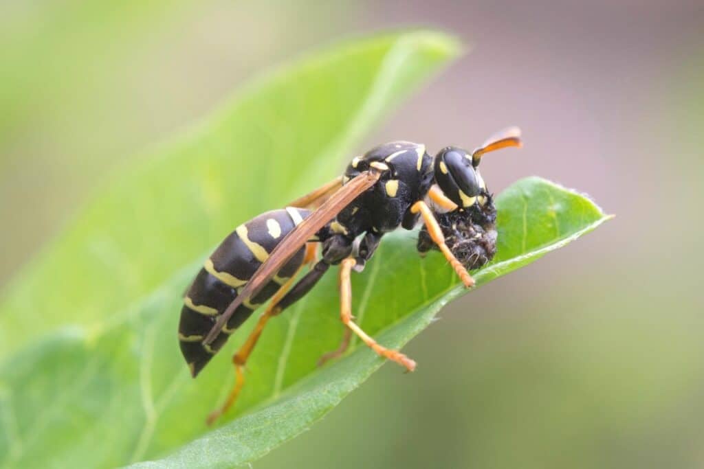 Berg-Feldwespe (Polistes biglumis)