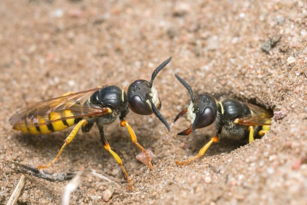 Bienenwolf (Philanthus triangulum)