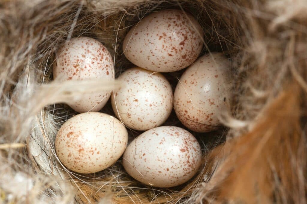 Nest der Blaumeise mit Eiern