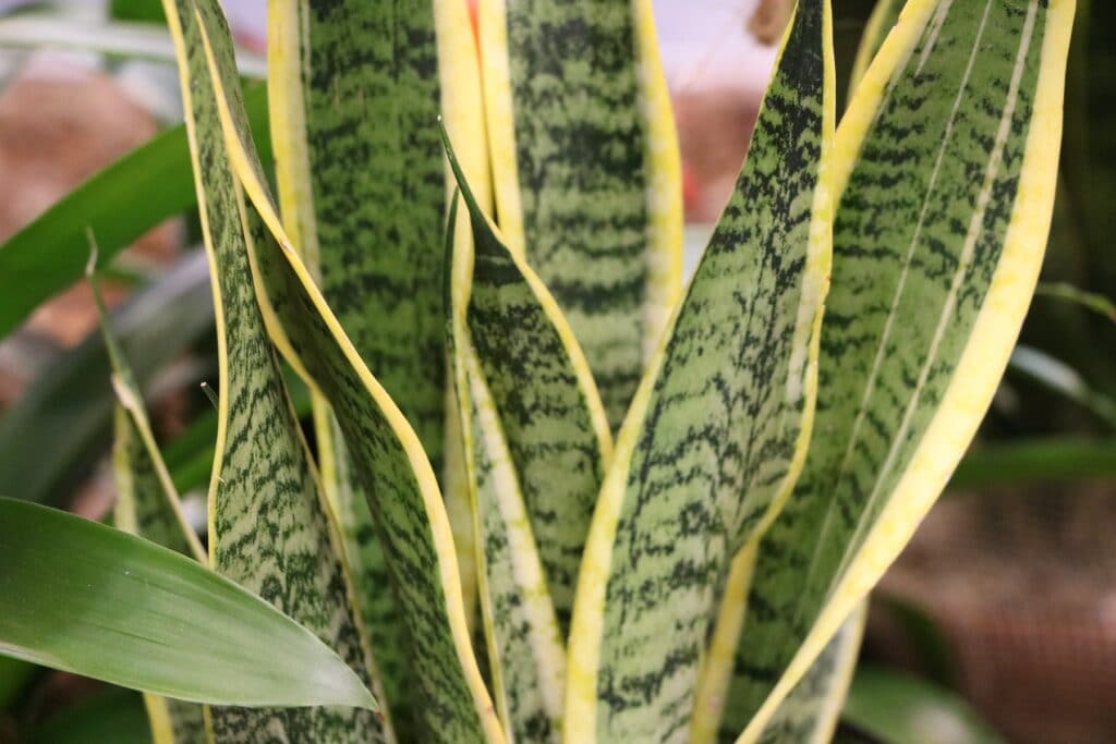 Bogenhanf (Sansevieria trifasciata)