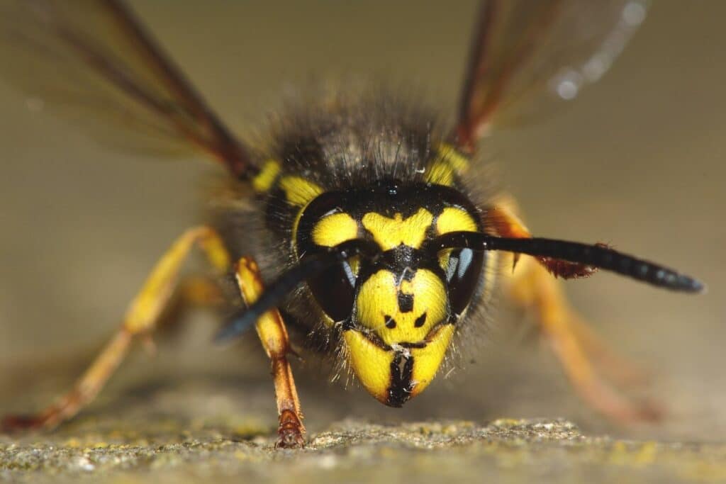 Deutsche Wespe (Vespula germanica)