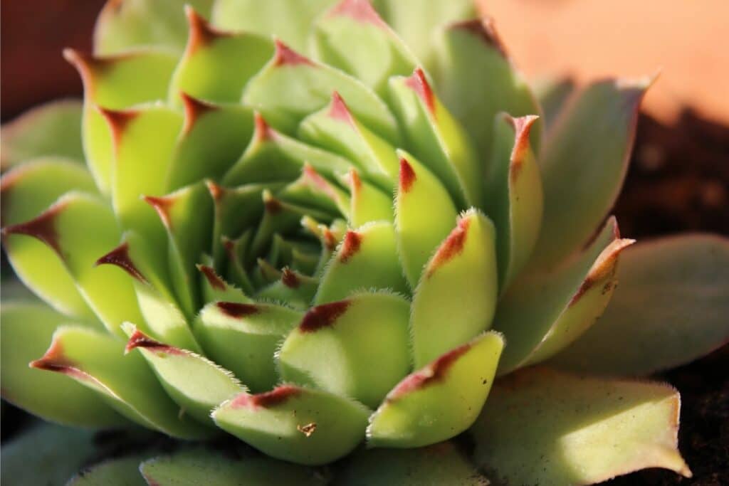 Echeverie (Echeveria agavoides)