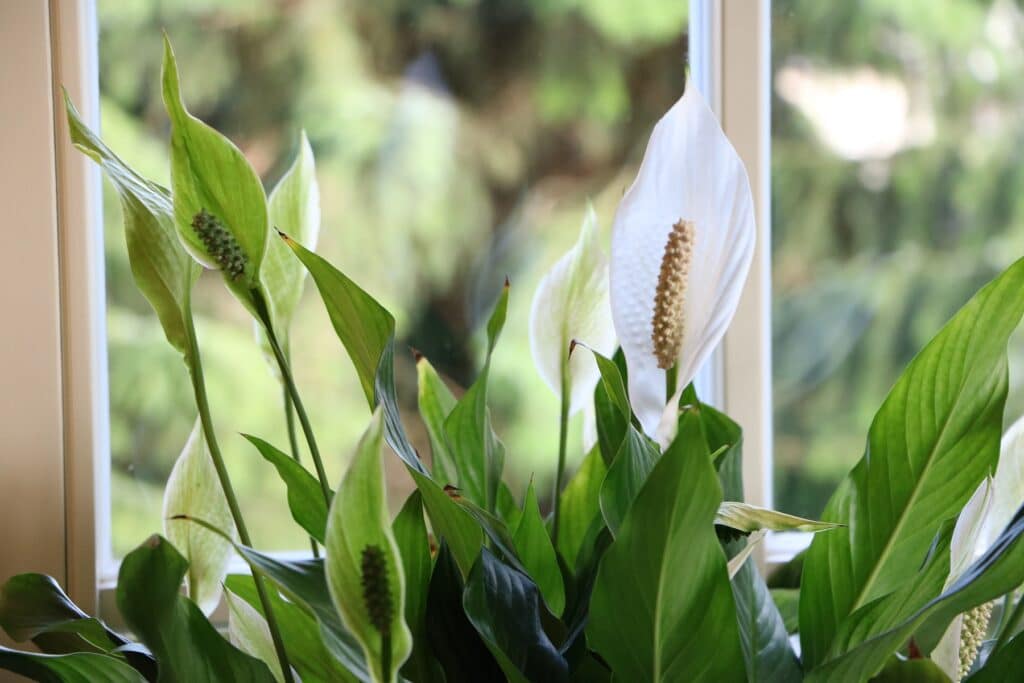 Einblatt (Spathiphyllum)