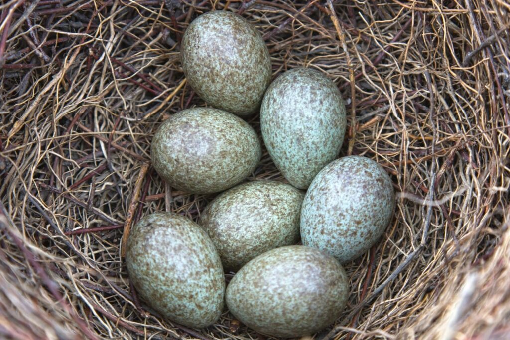 Nest der Elster mit Eiern