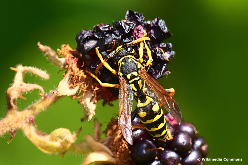 Falsche Kuckuckswespe (Dolichovespula adulterina)