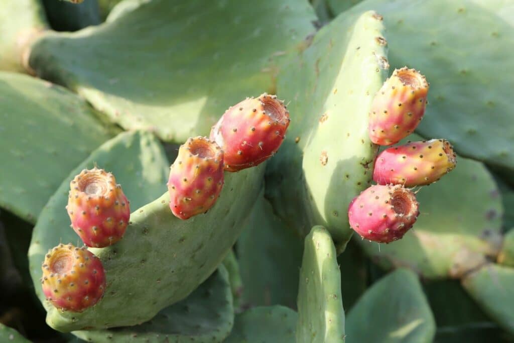 Feigenkaktus (Opuntia ficus indica)