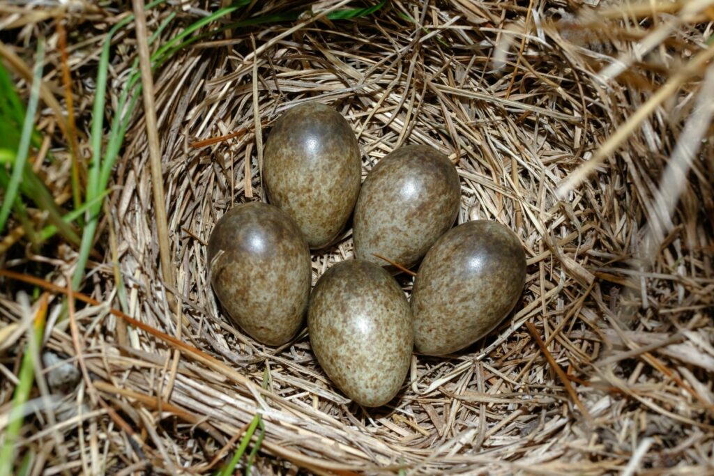 Nest der Feldlerche mit Eiern in Erdmulde