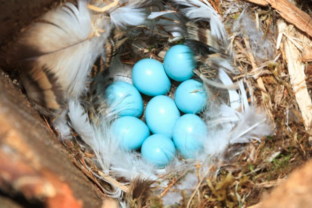 Nest des Gartenrotschwanzes mit Eiern