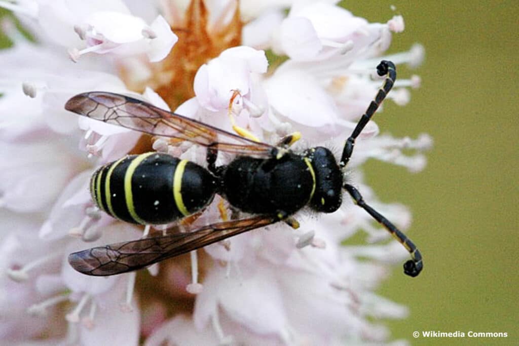 Gemeine Schornsteinwespe (Odynerus spinipes)