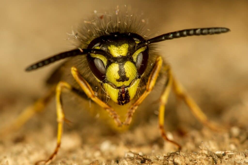 Gemeine Wespe (Vespula vulgaris)