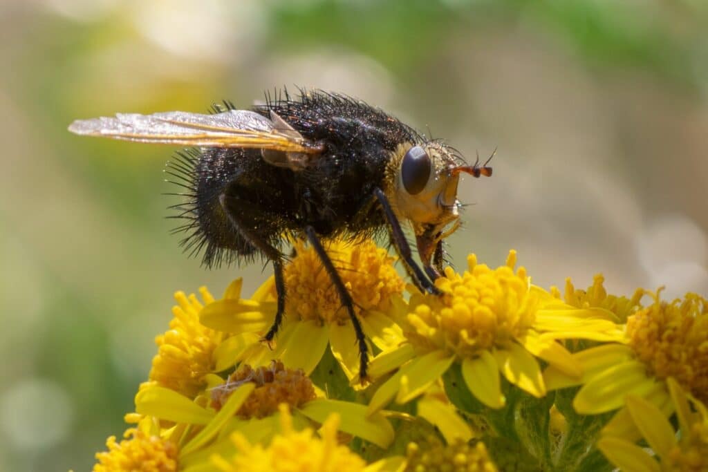 Große Raupenfliege (Tachina grossa)