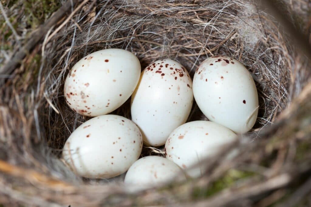 Nest des Grünfinks mit Eiern