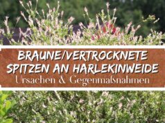 Braune und vertrocknete Spitzen an Harlekinweide