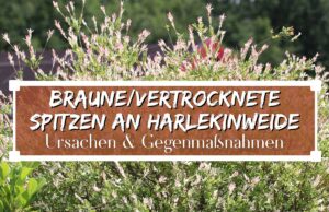 Braune und vertrocknete Spitzen an Harlekinweide