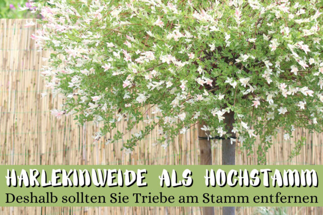 Harlekinweide als Hochstamm