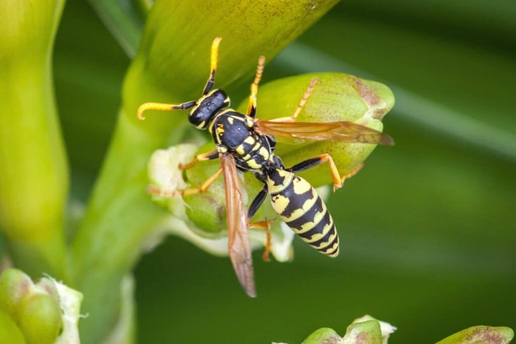 Haus-Feldwespe (Polistes dominula)