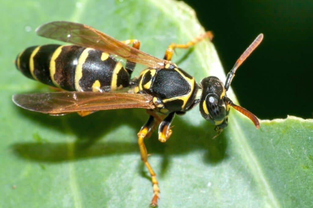 Heide-Feldwespe (Polistes nimpha)