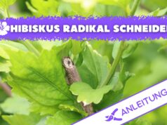 Hibiskus radikal schneiden