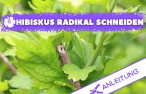 Hibiskus radikal schneiden