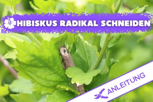 Hibiskus radikal schneiden