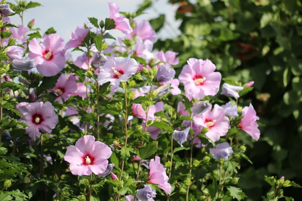 Hibiskus in der Sonne